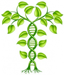 DNA tree